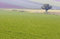 Free Landscape Lonely Tree Stock Photo - 1290770