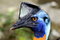 Free Emu 02 Stock Photo - 1291650