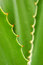 Free Thorns! Royalty Free Stock Images - 1291899