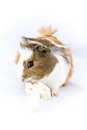 Free Guinea Pig Royalty Free Stock Images - 12932679