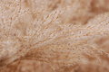 Free Golden Grass Stock Image - 12944241