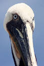 Free Long Beak Royalty Free Stock Photos - 130758