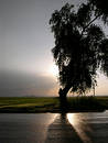 Free Silhouette Of A Lonely Tree Royalty Free Stock Photography - 134417