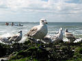 Free Seagull Staring Royalty Free Stock Photography - 137037