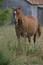 Free Broodmare Royalty Free Stock Photos - 135778