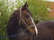 Free A Brown Horse Stock Photos - 138873