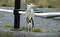 Free Common Grey Heron Royalty Free Stock Photo - 139135