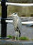 Free Common Grey Heron Royalty Free Stock Image - 139136