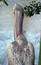 Free Pelican (Pink-Backed) Royalty Free Stock Images - 139339