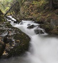 Free Small Creek In Dense Forest Stock Photos - 1300033
