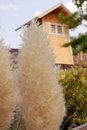 Free Fluffy Plant Royalty Free Stock Image - 1300316