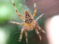Free Male Garden Spider Royalty Free Stock Photography - 1303107