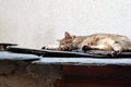 Free Catnap Royalty Free Stock Image - 1303996
