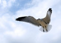 Free Seagull Royalty Free Stock Photography - 1308067