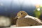 Free Turtle Dove Close-up At Dusk. Stock Images - 1306664