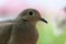 Free Close-up Of Turtle Dove Stock Photography - 1306782