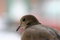 Free Close-up Of Turtle Dove At Dusk Royalty Free Stock Images - 1306839