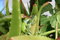 Free Close-up Of Mating Lizards Stock Images - 1307004