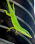 Free Lizard01 Stock Image - 1307201