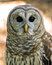 Free Owl02 Stock Images - 1307264