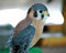 Free Kestral02 Stock Photos - 1307593
