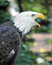 Free Eagle4 Stock Images - 1307594