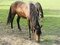 Free Horse Stock Photo - 1308480