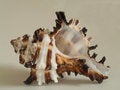 Free Sea Shell Muricidae Species Royalty Free Stock Photos - 13027368