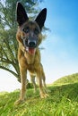 Free It Is Me - Dog Stock Photography - 1311032