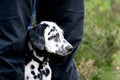 Free Dalmatian Dog Between Legs Stock Photos - 1311693