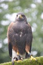 Free Falcon Kingsbury Water Park Warwickshire Midlands England Stock Images - 1314554