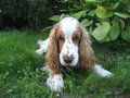 Free Duke 1, A Kind Dog Royalty Free Stock Photos - 1314788