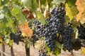 Free Vineyard Stock Photography - 1316182