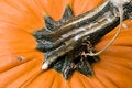 Free Pumpkin Stem Stock Photo - 1316440