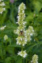 Free Bumblebee Collecting Nectar Royalty Free Stock Photos - 1316868