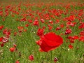 Free The Field Poppy Stock Images - 1316994