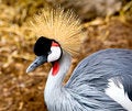 Free East African Crane Royalty Free Stock Photos - 1317478