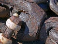 Free Rusted Steel Shank Royalty Free Stock Image - 1317646