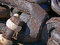 Free Rusted Steel Shank Royalty Free Stock Image - 1317646