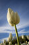 Free The White Tulip Royalty Free Stock Photography - 1319317