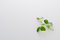 Free Pea Shoot Stock Photo - 13119100