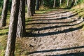 Free Trunks  Shadows Stock Photography - 1320942