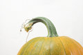 Free Pumpkin With Stem Royalty Free Stock Photography - 1322867