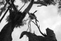 Free Eagles Nest Royalty Free Stock Image - 1323036