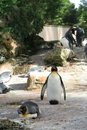 Free Penguin Diving Royalty Free Stock Photography - 1323707