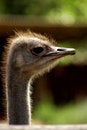 Free Ostrich Stock Photo - 1324180