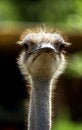 Free Ostrich Royalty Free Stock Images - 1324229