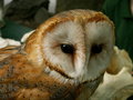 Free Head Of Beatiful Owl Royalty Free Stock Photography - 1329867
