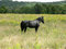 Free Black Stallion Stock Photo - 1325600