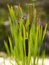 Free Dragonfly And Cattail Royalty Free Stock Image - 1327376